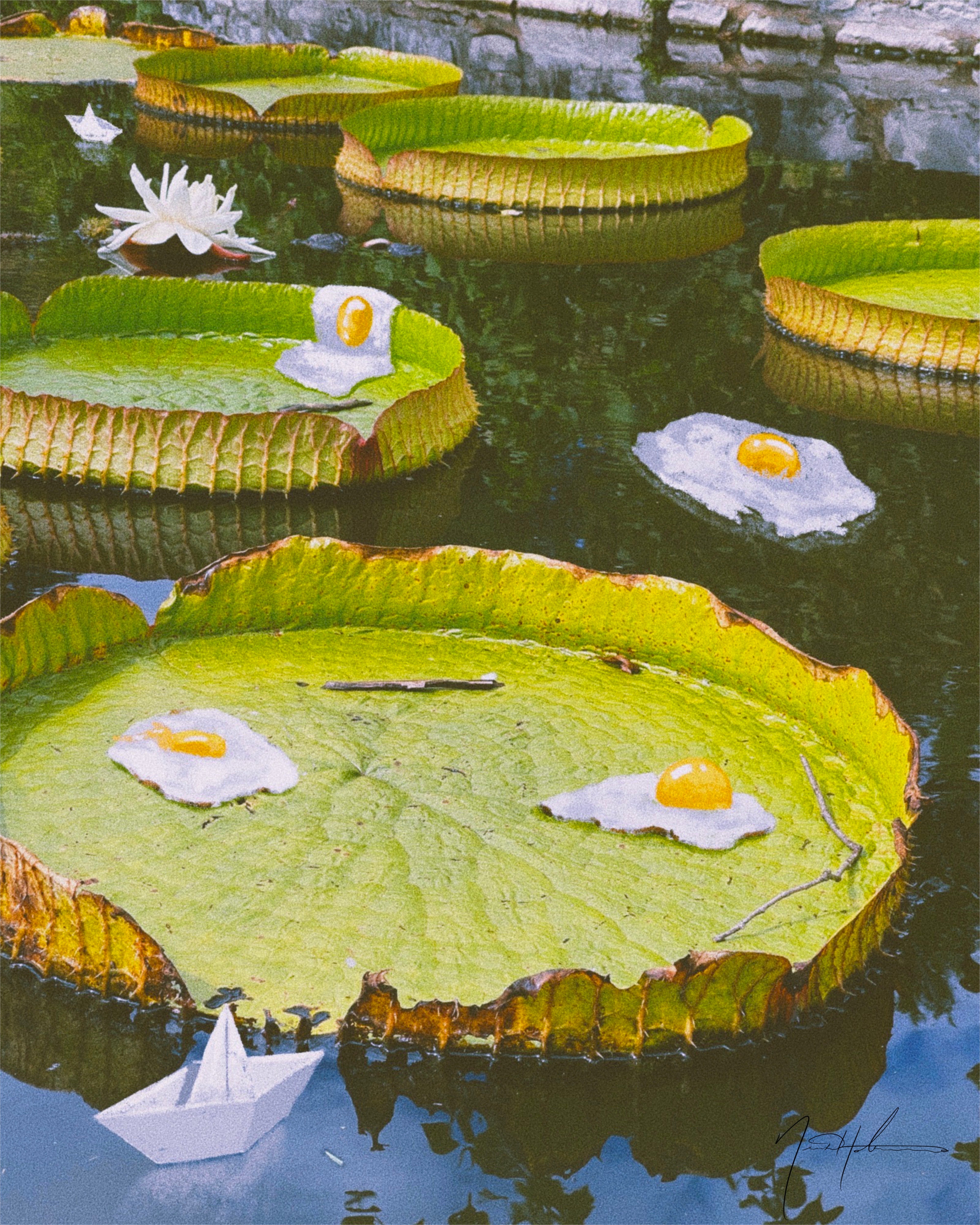 Lilly Pads With Eggs – Nicholas Holman Art
