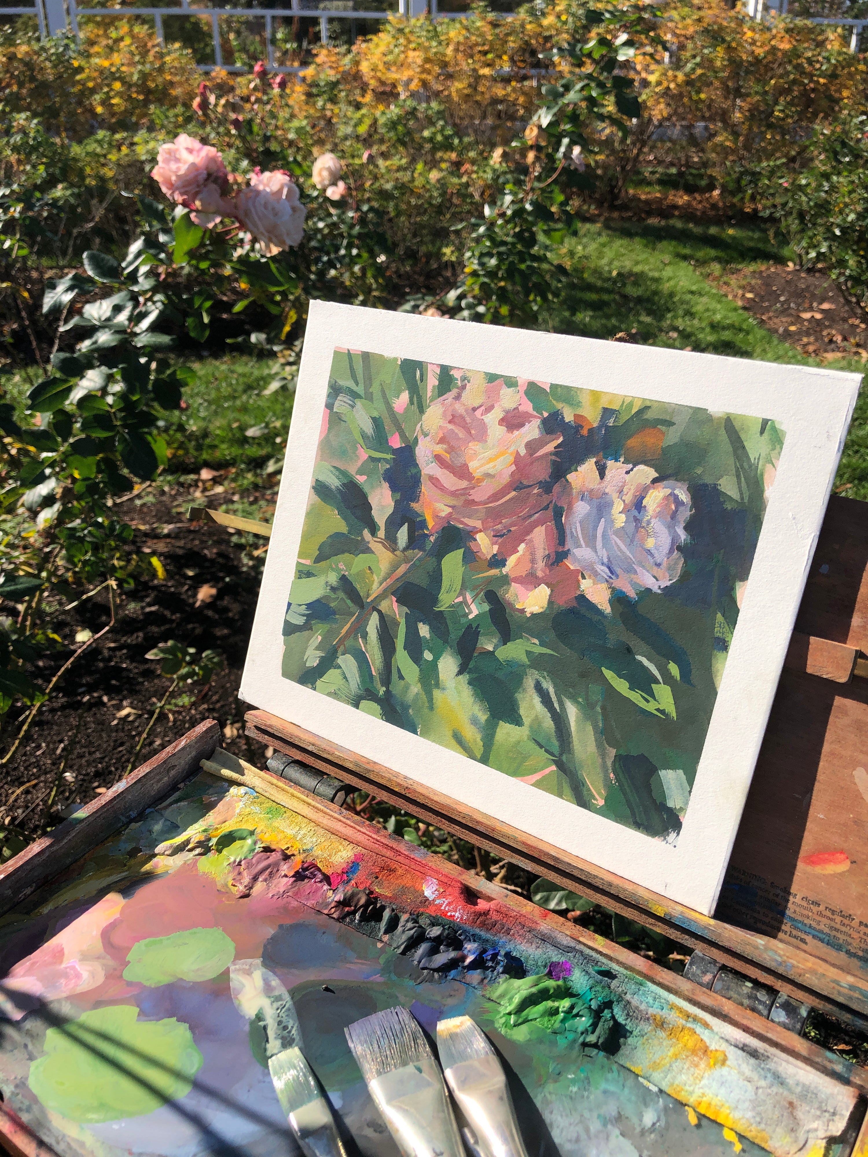 Missouri Botanical Garden Roses
