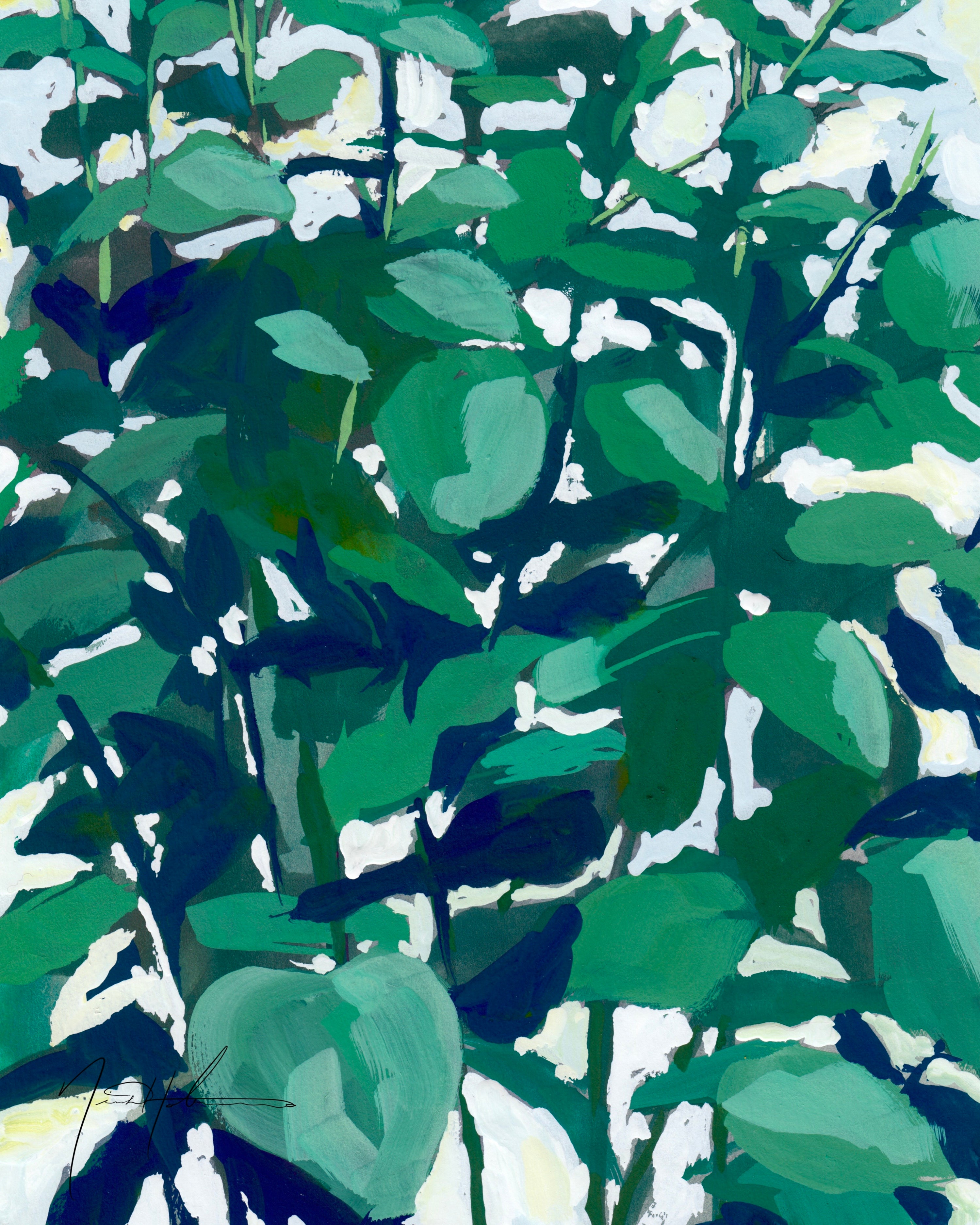 Backyard Eucalyptus