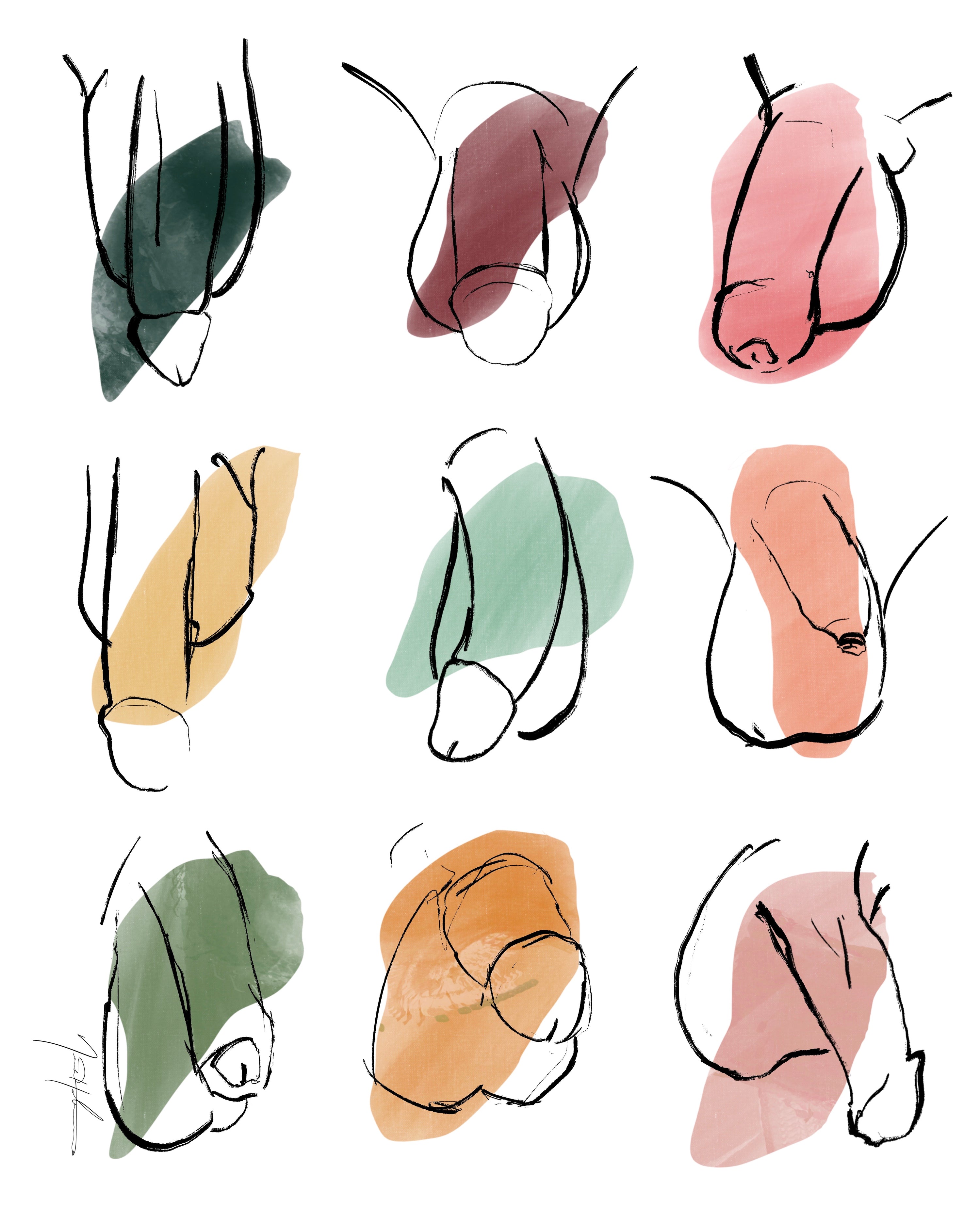 Penis